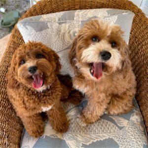 Bailey-Bella-Cavapoos