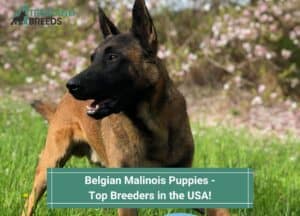 Belgian-Malinois-Puppies-Top-Breeders-in-the-USA-template