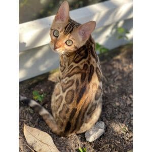 Bengal