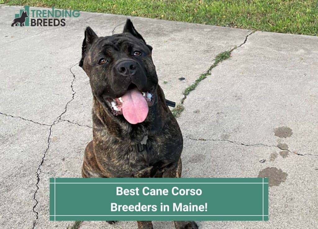 Best-Cane-Corso-Breeders-in-Maine-template