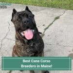 4 Best Cane Corso Breeders in Maine! (2023)