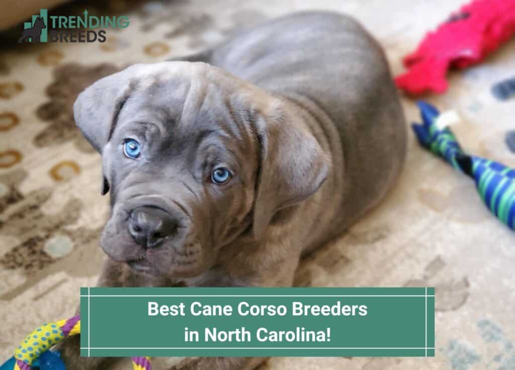 Best-Cane-Corso-Breeders-in-North-Carolina-template