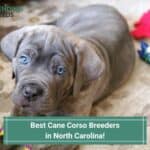 5 Best Cane Corso Breeders in North Carolina! (2023)