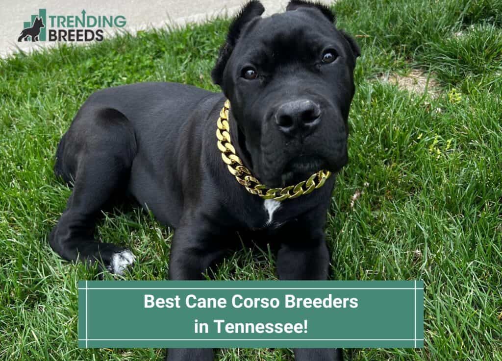 Best-Cane-Corso-Breeders-in-Tennessee-template