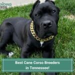 Best-Cane-Corso-Breeders-in-Tennessee-template
