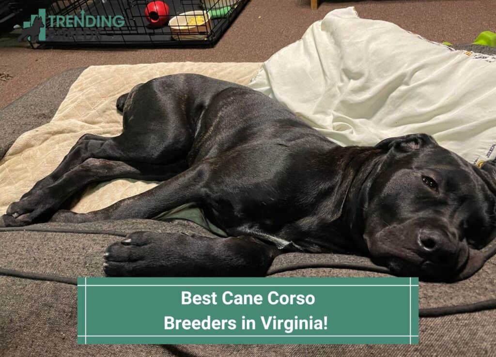 Best-Cane-Corso-Breeders-in-Virginia-template