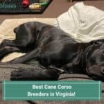 6 Best Cane Corso Breeders in Virginia! (2023)