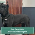 Best-Cane-Corso-Breeders-in-Washington-template
