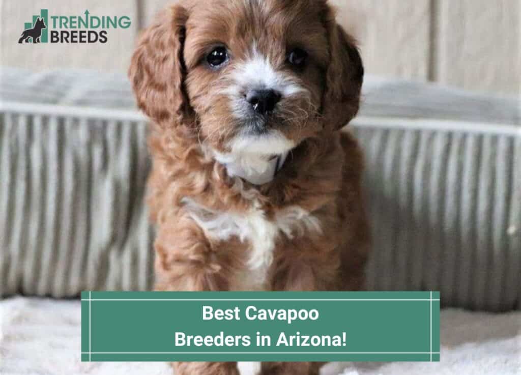 Best-Cavapoo-Breeders-in-Arizona-template