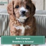 Best-Cavapoo-Breeders-in-Arizona-template
