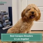 4 Best Cavapoo Breeders in Los Angeles! (2023)