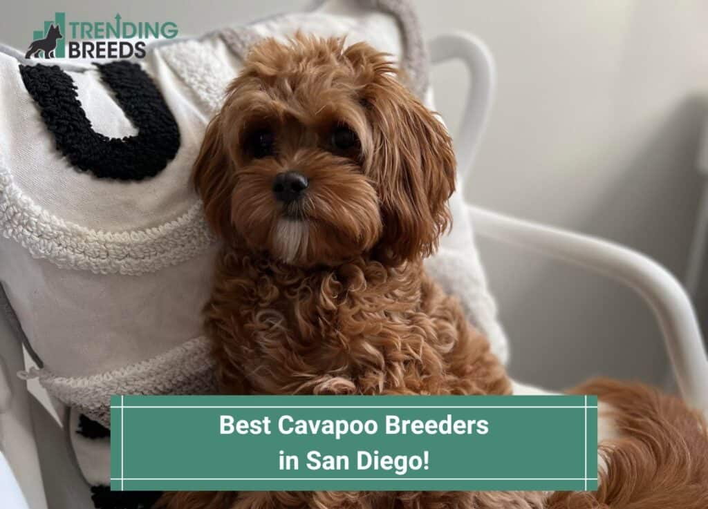 Best-Cavapoo-Breeders-in-San-Diego-template