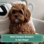 4 Best Cavapoo Breeders in San Diego! (2023)