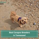 4 Best Cavapoo Breeders in Tennessee! (2023)
