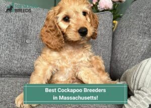 Best-Cockapoo-Breeders-in-Massachusetts-template