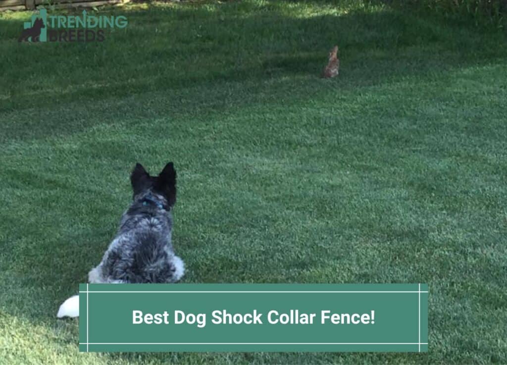 Best Dog Shock Collar Fence-template