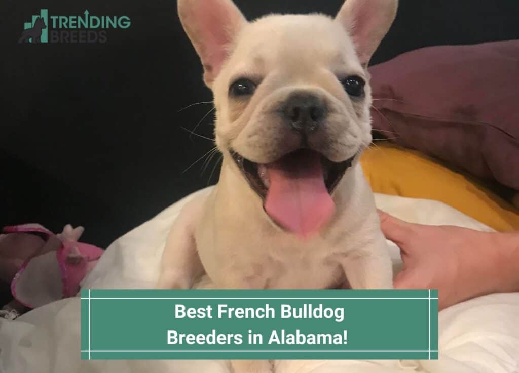 Best-French-Bulldog-Breeders-in-Alabama-template