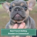 Best-French-Bulldog-Breeders-in-Connecticut