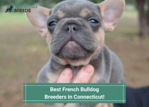 Best-French-Bulldog-Breeders-in-Connecticut
