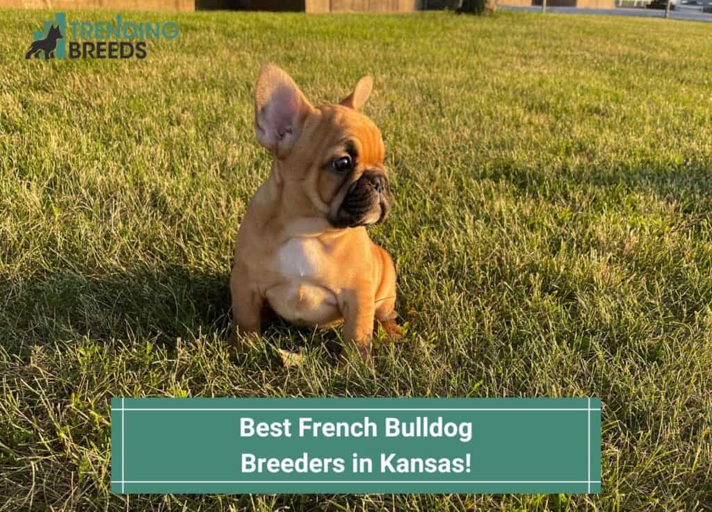 Best-French-Bulldog-Breeders-in-Kansas-template