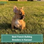 4 Best French Bulldog Breeders in Kansas! (2023)