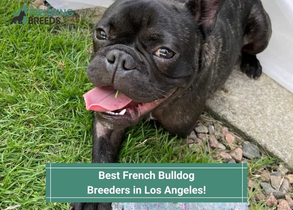 Best-French-Bulldog-Breeders-in-Los-Angeles-template