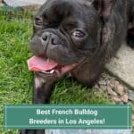 4 Best French Bulldog Breeders in Los Angeles! (2023)