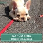 4 Best French Bulldog Breeders in Louisiana! (2023)