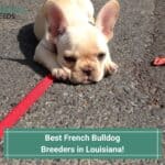 Best-French-Bulldog-Breeders-in-Louisiana-template