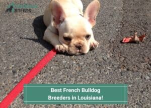 Best-French-Bulldog-Breeders-in-Louisiana-template