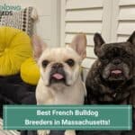 4 Best French Bulldog Breeders in Massachusetts! (2023)