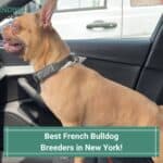 5 Best French Bulldog Breeders in New York! (2023)