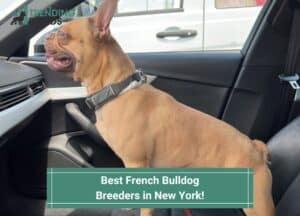 Best-French-Bulldog-Breeders-in-New-York-template