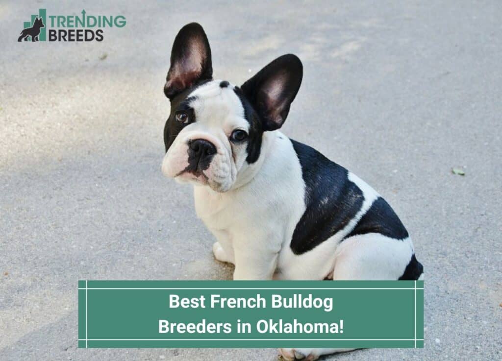 Best-French-Bulldog-Breeders-in-Oklahoma-template