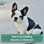4 Best French Bulldog Breeders in Oklahoma! (2023)