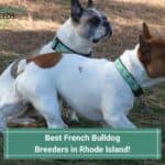 4 Best French Bulldog Breeders in Rhode Island! (2023)