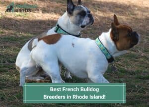 Best-French-Bulldog-Breeders-in-Rhode-Island-template
