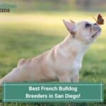 4 Best French Bulldog Breeders in San Diego! (2023)