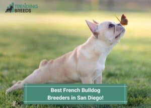 Best-French-Bulldog-Breeders-in-San-Diego-template