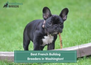 Best-French-Bulldog-Breeders-in-Washington-template