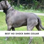 Best No Shock Bark Collar