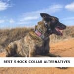 Best Shock Collar Alternatives