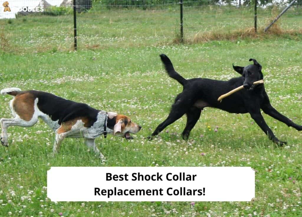 Best Shock Collar Replacement Collars
