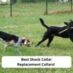 Best Shock Collar Replacement Collars