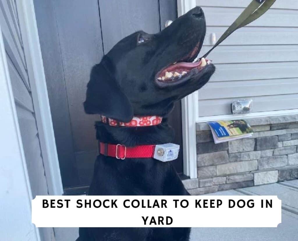 Best Shock Collar To Keep Dog In Yard