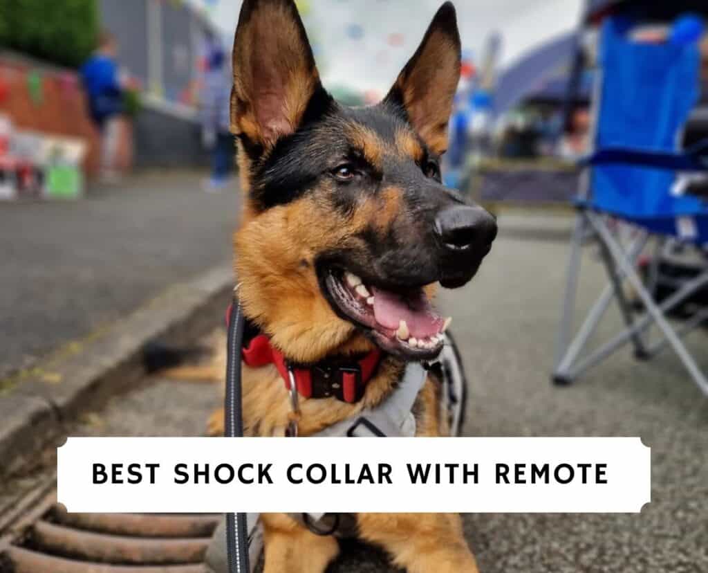 Best Shock Collar with Remote