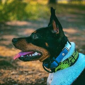 Best shock collar for aggressive dogs