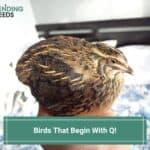 10 Birds That Begin With Q! (2023)