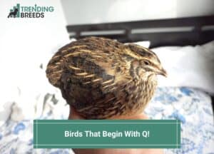 Birds-That-Begin-With-Q-template