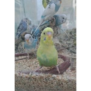 Birds-Twitch-During-Seizures